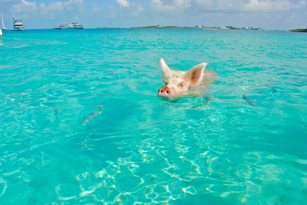 swim with pigs bahamas